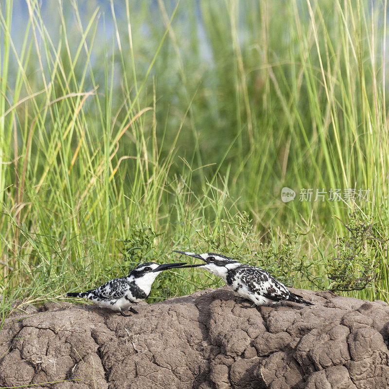 两只雄性花斑翠鸟，Ceryle rudis, Chobe n.p.，博茨瓦纳，非洲